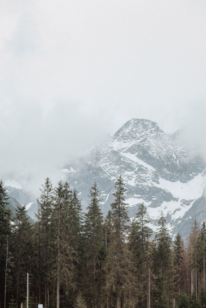 Foggy pine mountains in the morning