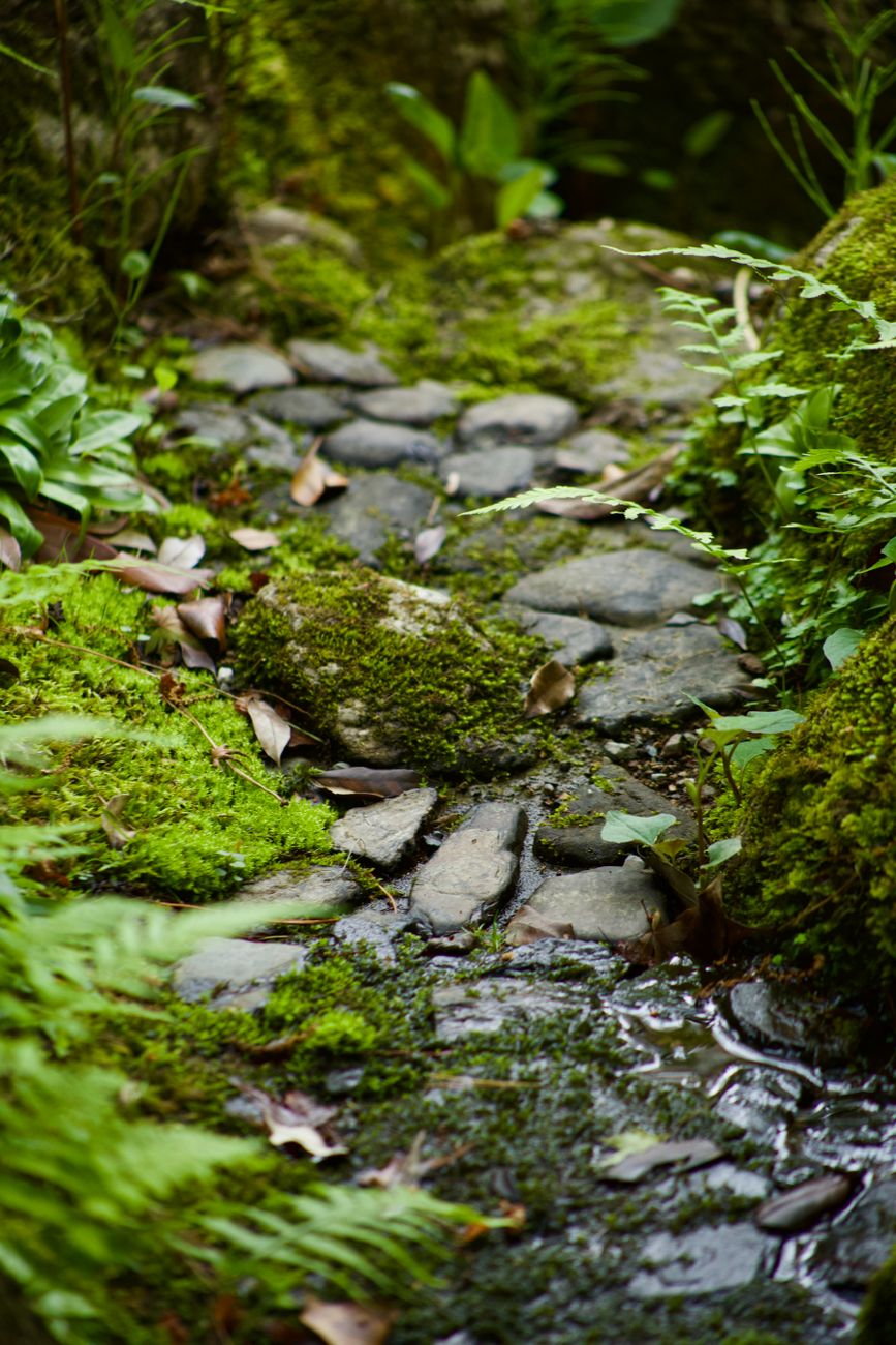 Kyoto secluded cedar path